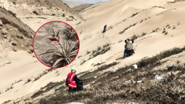 Ancón: Impulsan conservación de tillandsias en el Parque Ecológico Nacional “Papa León XIV”