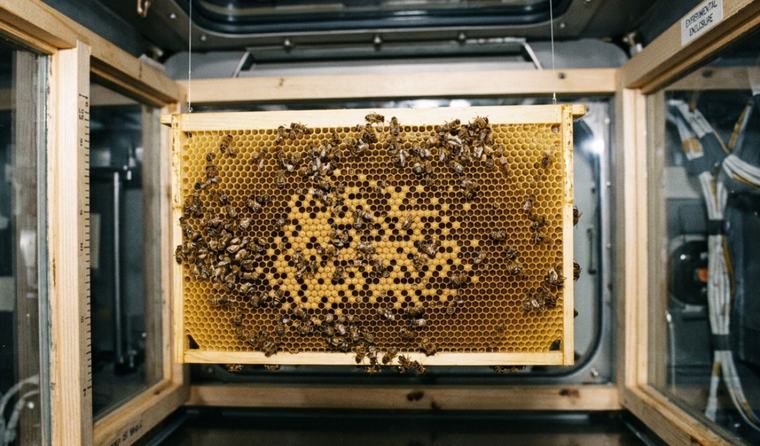 La NASA envió 3300 abejas al espacio para hacer panales sin gravedad: desde chocar contra las paredes hasta construir una estructura de 200 cm