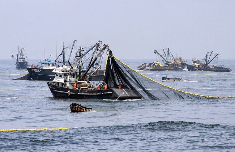 Produce ajusta cuotas y establece vedas de cuatro recursos pesqueros, ¿cuáles son?