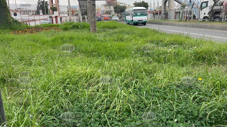 Áreas verdes se convierten en maleza por descuido de la MPT