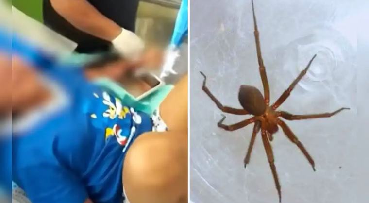 Adolescente fallece tras ser mordida por una araña: autoridades lanzan importante advertencia