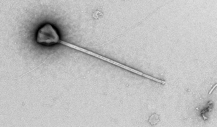 Descubren en el océano Pacífico un virus gigante con una cola 11 veces mayor que su cuerpo: podría usarla para aferrarse al plancton