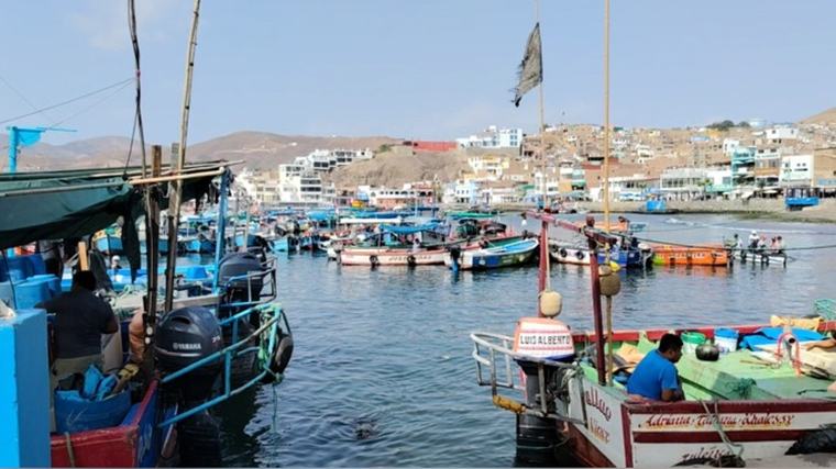 Ausencia de fiscalizadores en terminal pesquero de Pucusana donde se vende perico pese a estar en veda