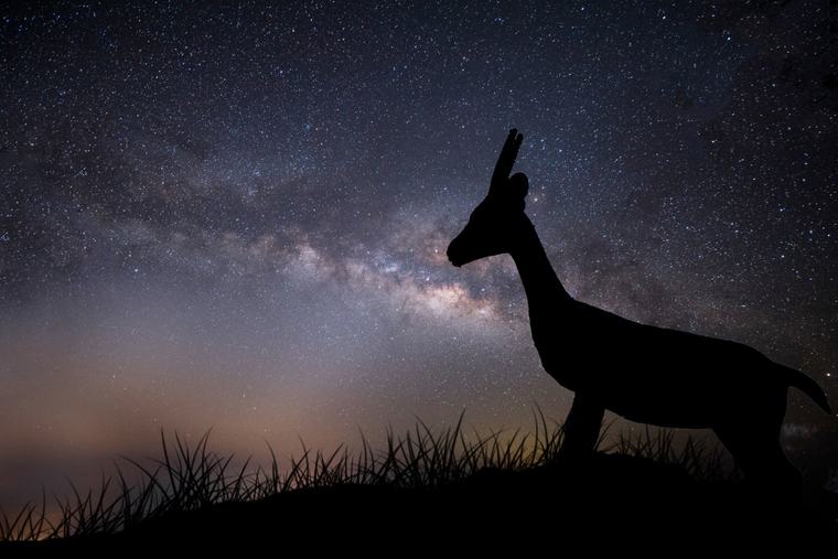 ¿Qué le pasa a los animales durante un eclipse? Investigadores analizaron más de 30 especímenes