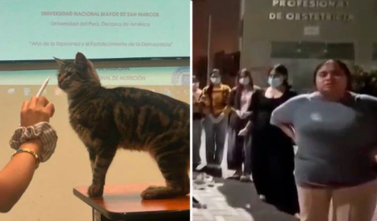 Denuncian muerte por envenenamiento de seis gatos de la Escuela de Obstetricia de San Marcos: exigen identificar a los responsables