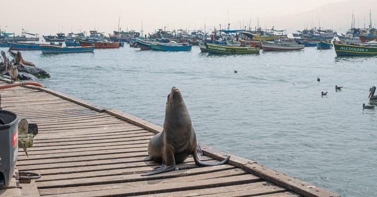 ¿Vas a ver lobos marinos o pingüinos? Estas son las nuevas reglas de SERFOR para no ponerlos en riesgo
