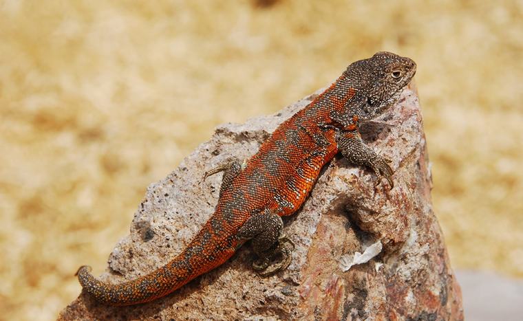 Descubren en Puno una nueva especie de lagartija endémica del Perú que vive a más de 4 mil metros de altura