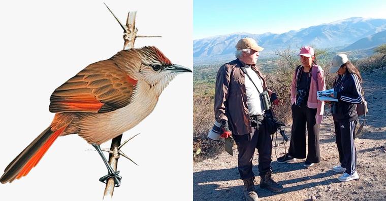 Hallazgo científico en Ayacucho: Identifican posible nueva especie de ave en los bosques andinos de Huanta